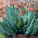 Haworthia glauca v. herrei MCA